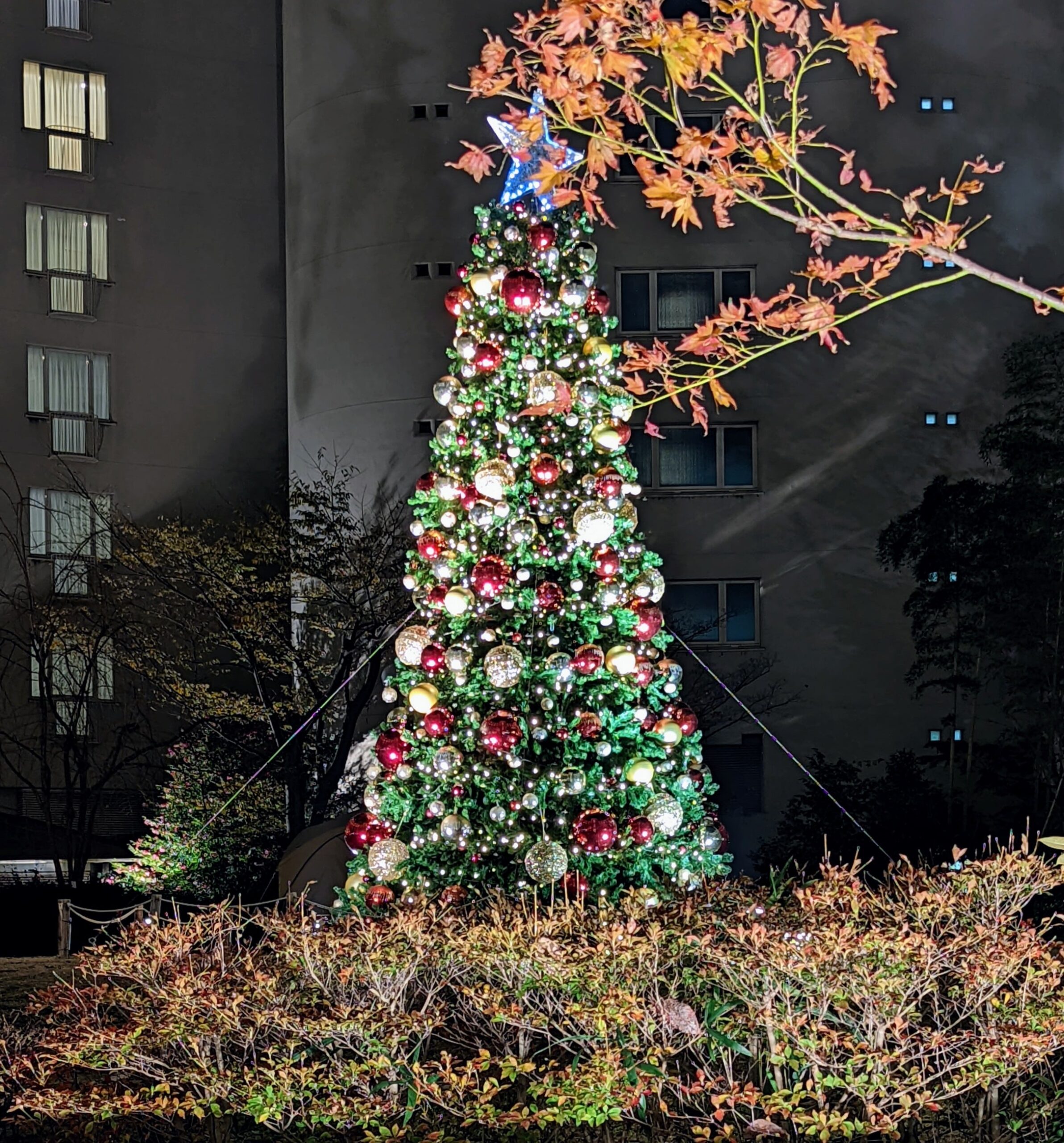 ザ・プリンス京都宝ヶ池、オートグラフコレクションのロビーから見えるクリスマスツリー